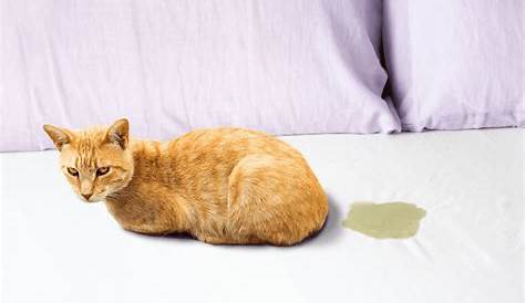 Cat Urine Color Chart: Everything You Need To Know And More