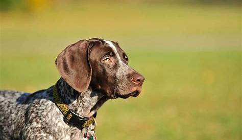 german shorthaired pointer color chart