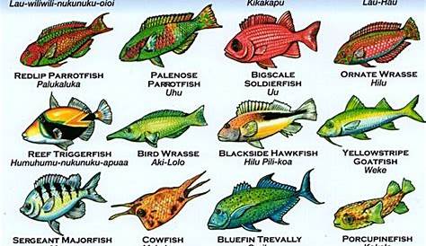 Fish chart, Tropical fish, Marine animals