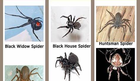 Illinois Spiders Identification Chart