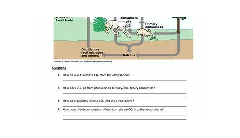 The Carbon Cycle | Teaching Resources