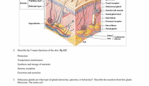 skin labeling worksheets