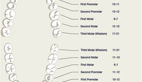 Pin by =^..^=Pepette on Teeth | Tooth chart, Pediatric dentistry