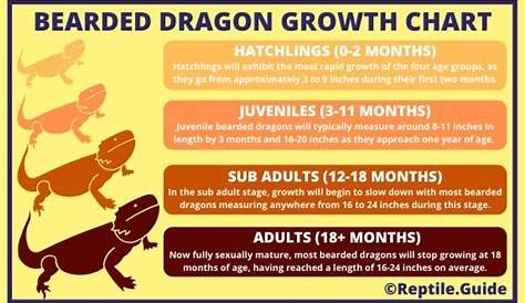 How Big Do Bearded Dragons Get? (Size & Growth Charts)