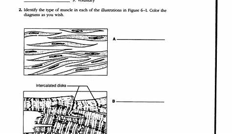Chapter 6 The Muscular System Worksheet Answer Key › Free Worksheet by
