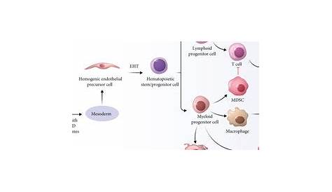 hematopoietic stem cells pdf