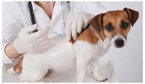 printable puppy vaccination chart