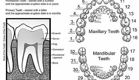 Dental Coloring Pages | Tooth chart, Kids dental health, Pediatric dentist