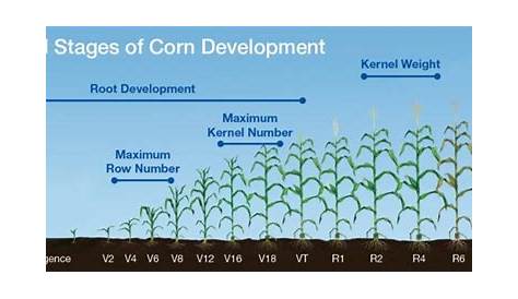growth stages of corn chart