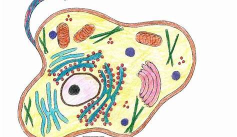animal and plant cell coloring worksheet