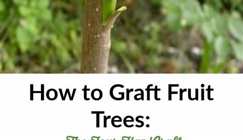 How to Graft Fruit Trees: The Four Flap Graft | Grafting plants