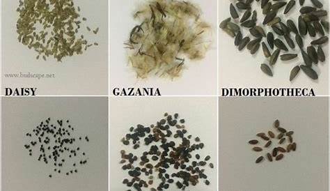 flower seed seed identification chart
