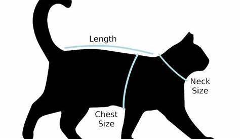 size chart for cats
