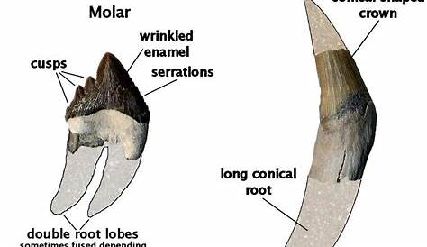 Fossilguy.com: Squalodon - The Shark Toothed Whale - Facts Information about the Prehistoric Whale