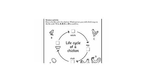 Life cycles | Science worksheets, Free science worksheets, Science