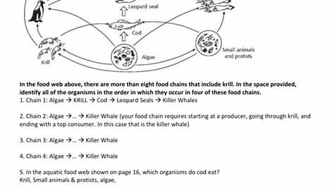 Food Chains And Food Webs Skills Worksheet Answers — db-excel.com