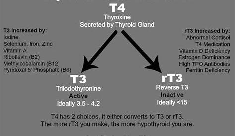 Which is Better, Synthroid or Armour Thyroid Medication