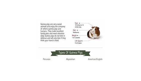 guinea pig feeding chart