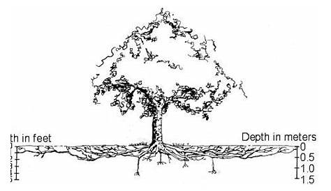 Image result for quercus ilex variation in species | Tree roots