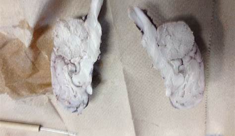 sheep brain dissection worksheets
