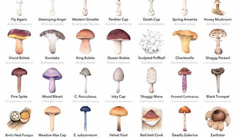 App Shopper: Mushroom Guide - North America (Reference)