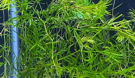 guppy grass growth rate