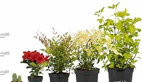 Plant Pot Sizes for sale in UK | 102 used Plant Pot Sizes