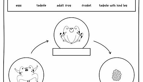 9 Best Images of Amphibian Worksheets For Kindergarten - Reptiles and