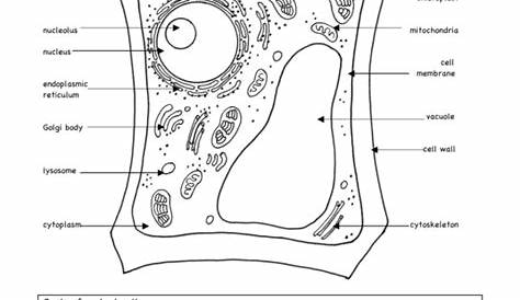 Plant Cell Worksheet Answers — db-excel.com