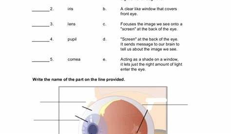 Eye Parts Worksheet for 3rd - 12th Grade | Lesson Planet