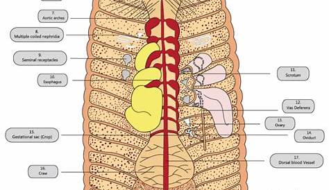 earthworm anatomy and physiology