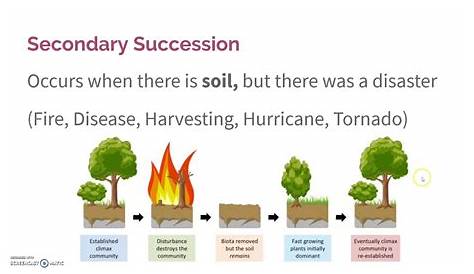 2.7 Ecological Succession - YouTube