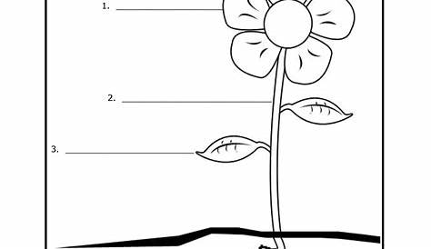 Children can label the parts of a plant, from Super Teacher Worksheets
