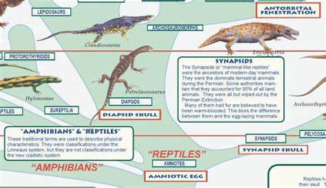 Evolution Of Animals On Earth - The Earth Images Revimage.Org