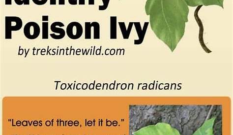 poison ivy identifying characteristics