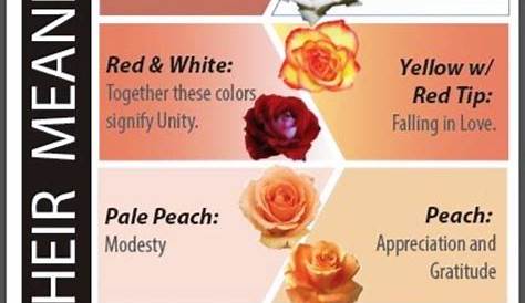 ROSE COLORS AND THEIR MEANINGS | Color meanings, Rose color meanings