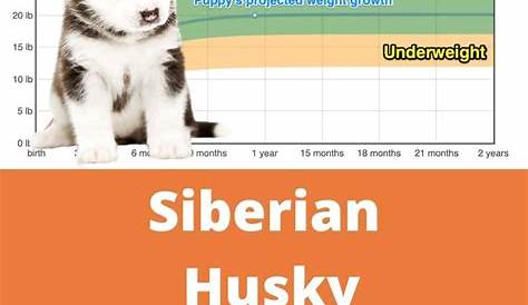 husky puppy growth chart