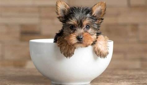 A Guide to Yorkie Size, Weight and Growth Rate – Family Pet Planet