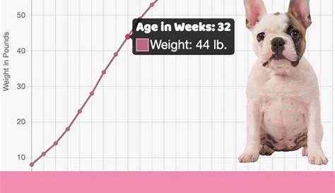 french bulldog puppy feeding chart by weight age