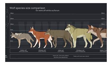 wolf vs dog size chart
