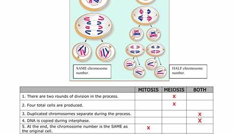 mitosis vs meiosis worksheet key