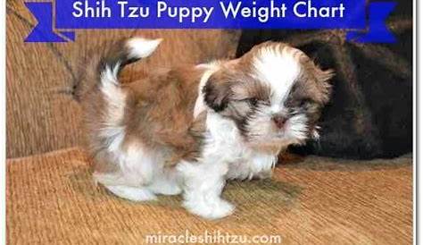 imperial shih tzu weight chart