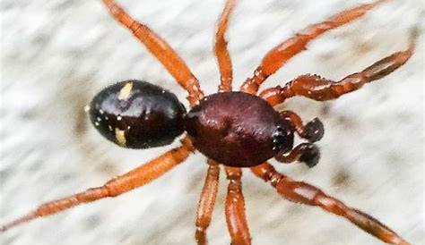 Wisconsin Spiders: Pictures and Identification Help - Green Nature