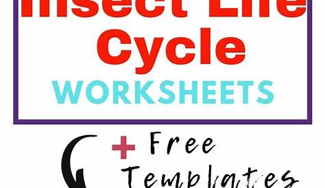 insect life cycle worksheets