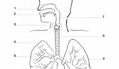 Human Respiratory System Worksheet — db-excel.com