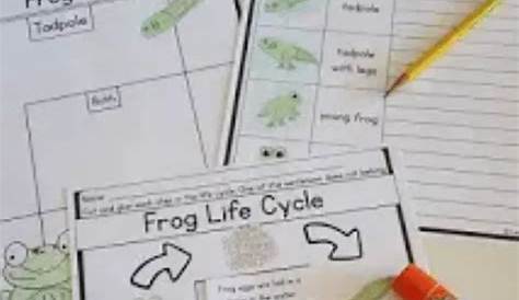 life cycle video 3rd grade