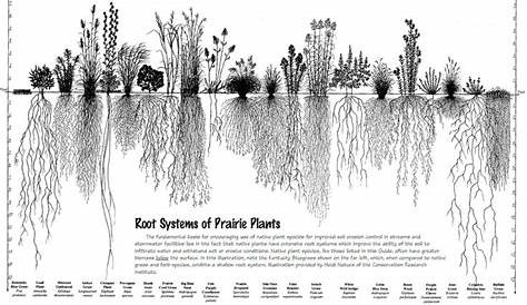 root depth of native plants
