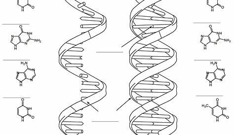 Dna Coloring Worksheet Labeled Coloring Pages