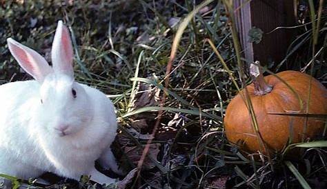 new zealand white rabbit size