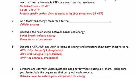 Printables of Photosynthesis And Cellular Respiration Worksheet Key
